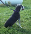 Amber â¥-ADOPTED 11.24.13