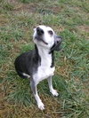 Amber â¥-ADOPTED 11.24.13