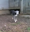 Amber â¥-ADOPTED 11.24.13
