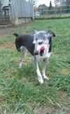 Amber â¥-ADOPTED 11.24.13