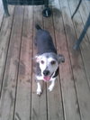 Amber â¥-ADOPTED 11.24.13