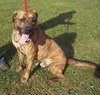 Romeo - ADOPTED 01.19.14
