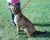 Romeo - ADOPTED 01.19.14