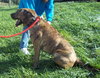 Romeo - ADOPTED 01.19.14