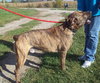 Romeo - ADOPTED 01.19.14