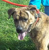 Romeo - ADOPTED 01.19.14