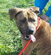 Romeo - ADOPTED 01.19.14
