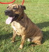 Romeo - ADOPTED 01.19.14