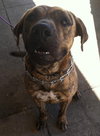 Romeo - ADOPTED 01.19.14