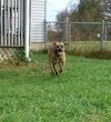 Romeo - ADOPTED 01.19.14