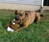 Romeo - ADOPTED 01.19.14