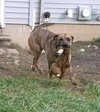 Romeo - ADOPTED 01.19.14