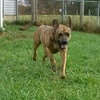 Romeo - ADOPTED 01.19.14