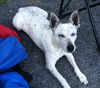 Zi Litter Pearl (Mom) - ADOPTED 10.26.13