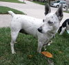 Zi Litter Pearl (Mom) - ADOPTED 10.26.13