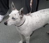 Zi Litter Pearl (Mom) - ADOPTED 10.26.13