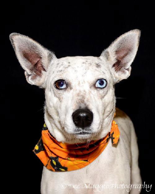 Zi Litter Pearl (Mom) - ADOPTED 10.26.13