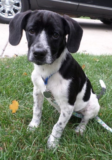 Zi Litter Bruno - ADOPTED 10.18.13