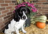 Zi Litter Bruno - ADOPTED 10.18.13