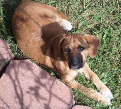 Zi Litter Dee Dee - ADOPTED 10.06.13