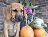 Zi Litter Dee Dee - ADOPTED 10.06.13
