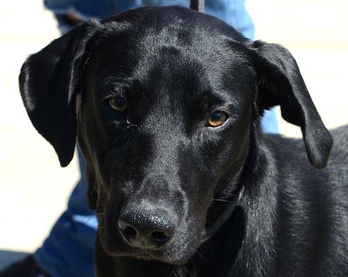 Apollo-ADOPTED 10.25.13