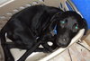 Apollo-ADOPTED 10.25.13