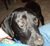 Apollo-ADOPTED 10.25.13