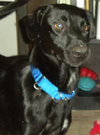 Apollo-ADOPTED 10.25.13