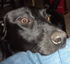Apollo-ADOPTED 10.25.13