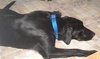 Apollo-ADOPTED 10.25.13