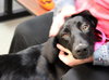 Apollo-ADOPTED 10.25.13