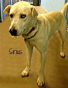Sirius - ADOPTED 01.12.14