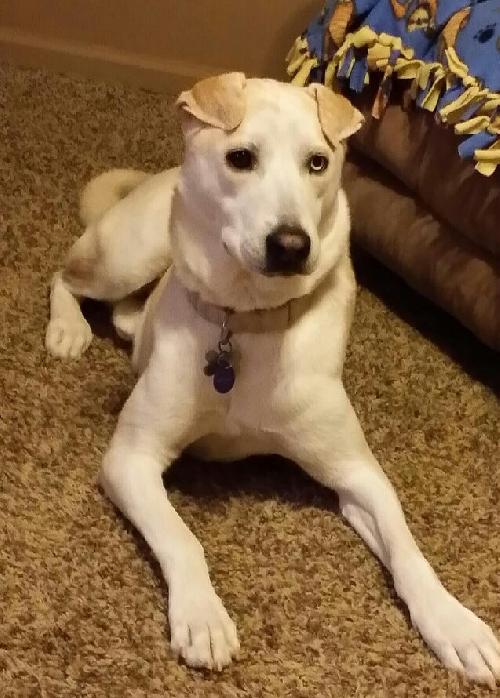 Sirius - ADOPTED 01.12.14