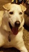 Sirius - ADOPTED 01.12.14