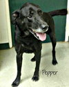 Dr Pepper-ADOPTED 10.27.13