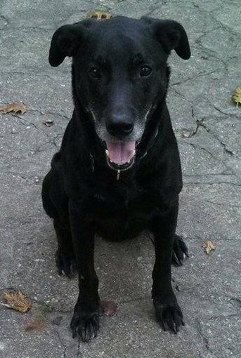 Dr Pepper-ADOPTED 10.27.13