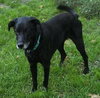 Dr Pepper-ADOPTED 10.27.13