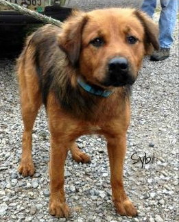 Sybil-ADOPTED 02.13.14