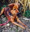 Sybil-ADOPTED 02.13.14