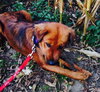 Sybil-ADOPTED 02.13.14
