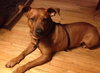 Howie (BC) - ADOPTED 05.11.18