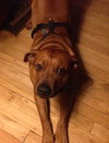 Howie (BC) - ADOPTED 05.11.18