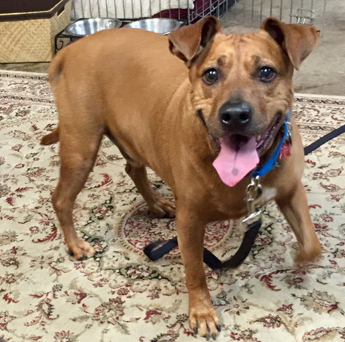 Howie (BC) - ADOPTED 05.11.18