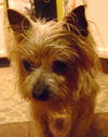 Mortimer-ADOPTED 12.08.13