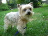 Mortimer-ADOPTED 12.08.13