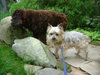 Mortimer-ADOPTED 12.08.13