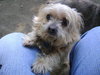 Mortimer-ADOPTED 12.08.13