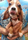 Bj Litter Babe Ruth - ADOPTED 10.25.13