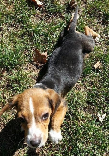Bj Litter Babe Ruth - ADOPTED 10.25.13